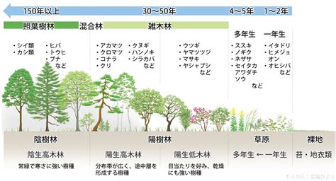 陽樹 陰樹 一覧 生物基礎|「高校生物基礎」植物の名前一覧シート（植生の多様性と分布）